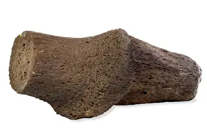 Voodoo: Fossil Wood