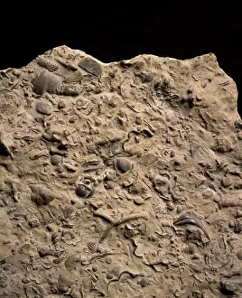 Silurian: Fossiliferous limestone