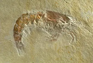 Lobsters: Fossilised Acanthochirana cordata, prawn