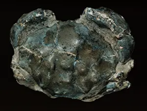 Fortey: Fossilised Eocene crab