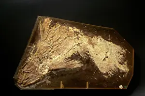 Rediscovered: Fossilised Latimeria chalumnae, coelacanth