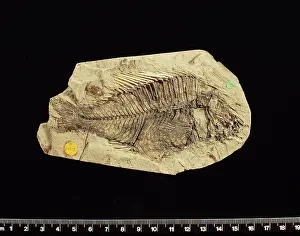 Cichlid: Fossilised Macracara prisca, cichlid