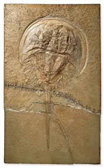 Chelicerate: Fossilised Mesolimulus