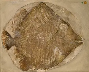 Verrucosus: Fossilised Mesturus verrucosus