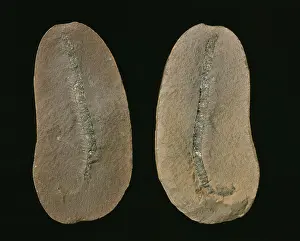 Coalfield: Fossilised millipede (Class Diplopoda)