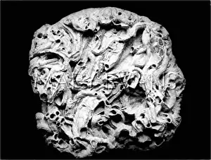Imitating: FOSSILISED SEASHELL
