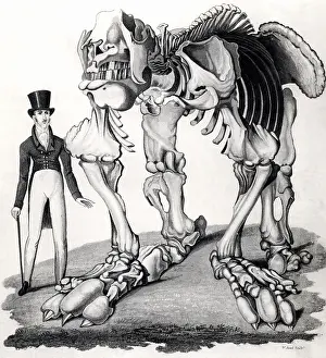 1823: Fossilised skeleton of a Megatherium or Giant