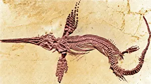 Extinction: Fossilized Ichthyosaur, Mesozoic Reptile