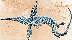 Extinction: Fossilized Ichthyosaur, Mesozoic Reptile