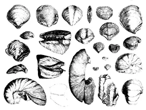 Fossilized: Fossilized Shells, 1844