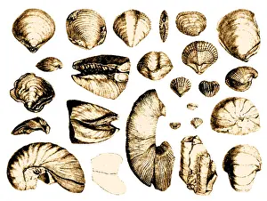 Seashell: Fossilized Shells, 1844