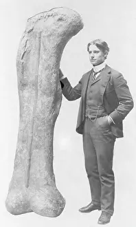 Dino: Fossilized thighbone of a Camarasaurus, 1902