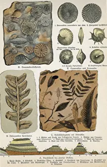 Ammonite: Fossils