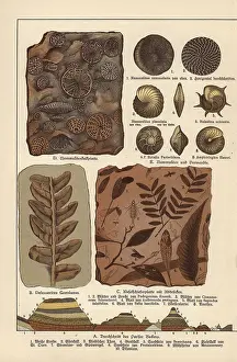 Gotthilf: Fossils of algae, plants, insects and protozoa