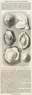Greaves: Fossils found in Buckinghamshire