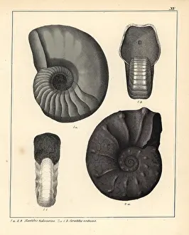 Schmidts: Fossils of extinct ammonite cephalopods