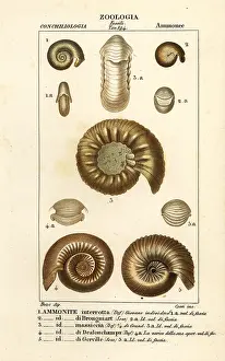 Cuttlefish: Fossils of extinct ammonite species