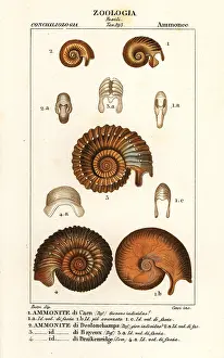 Pretre: Fossils of extinct ammonite species