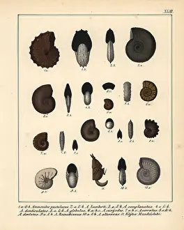 Schmidts: Fossils of extinct ammonites