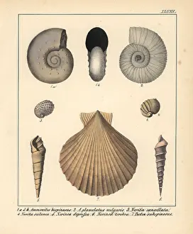 Schmidts: Fossils of extinct Ammonites, Nerita, Nerinea
