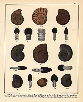 Schmidts: Fossils of extinct Ammonites species