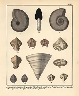 Schmidts: Fossils of extinct Ammonites, Terebratula and