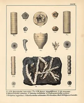 Schmidts: Fossils of extinct Apiocrinites, Solanocrinites