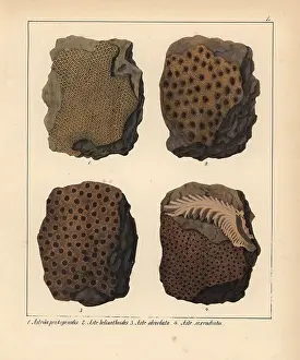 Schmidts: Fossils of extinct Astraea pentagonalis, A
