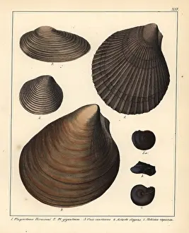 Schmidts: Fossils of extinct bivalves