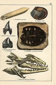 Gotthilf: Fossils of extinct celaphopod, crustacean, turtle and shark