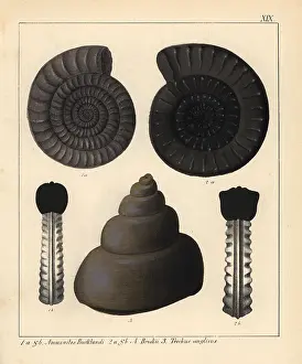 Schmidts: Fossils of extinct cephalopods
