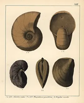 Schmidts: Fossils of extinct cephalopods