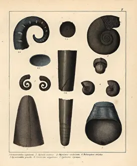 Schmidts: Fossils of extinct cephalopods and ammonoids