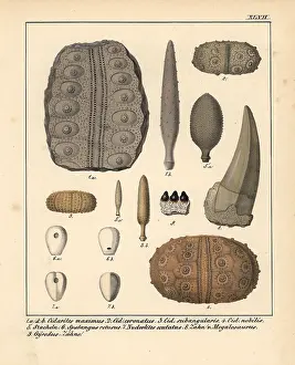 Megalosaurus: Fossils of extinct Cidarites, Spalangus, Nudeolitus