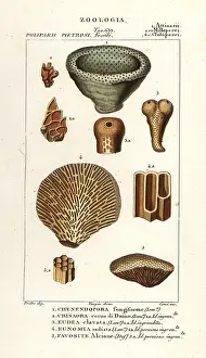 Afer: Fossils of extinct coral