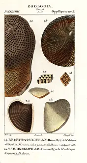 Scienze: Fossils of extinct corals