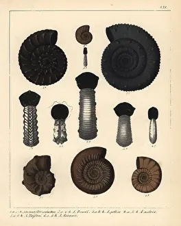 Schmidts: Fossils of extinct encephalopod ammonites