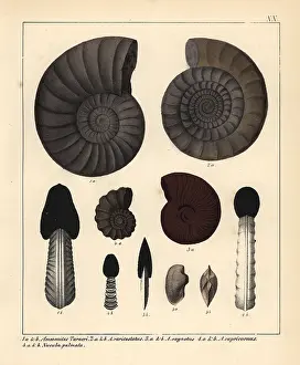 Schmidts: Fossils of extinct encephalopods