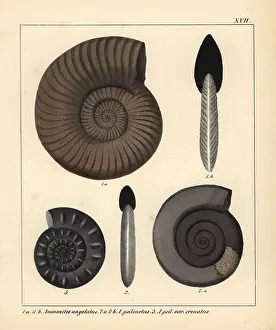 Schmidts: Fossils of extinct encephalopods