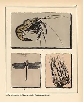 Schmidts: Fossils of extinct Jurassic prawn, Aeger tipularius