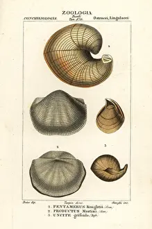 Spinosa: Fossils of extinct lamp shells