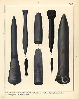 Schmidts: Fossils of extinct marine cephalopods, ancestors