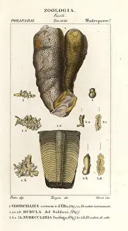 Tuber: Fossils of extinct marine creatures