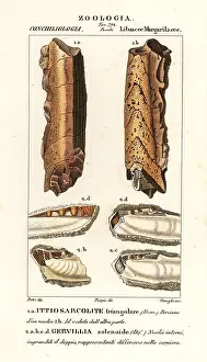 Nettuno: Fossils of extinct molluscs