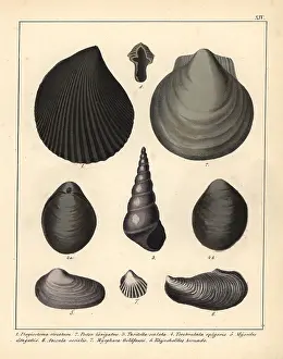 Schmidts: Fossils of extinct mollusks