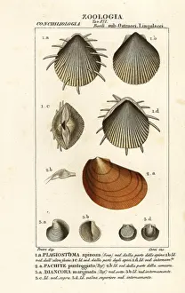 Scallops: Fossils of extinct scallops