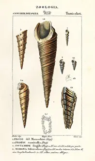 Pisum: Fossils of extinct sea snails