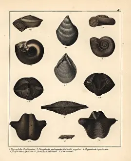 Silurian: Fossils of extinct sea snails or the Silurian
