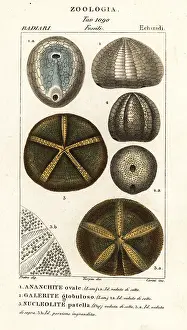 Pescatori: Fossils of extinct sea urchins