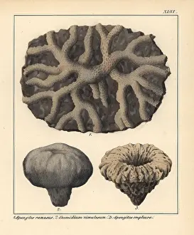 Schmidts: Fossils of extinct Spongites and Cnemidium species